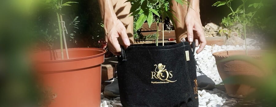Tranplanting weed Tranplanting weed